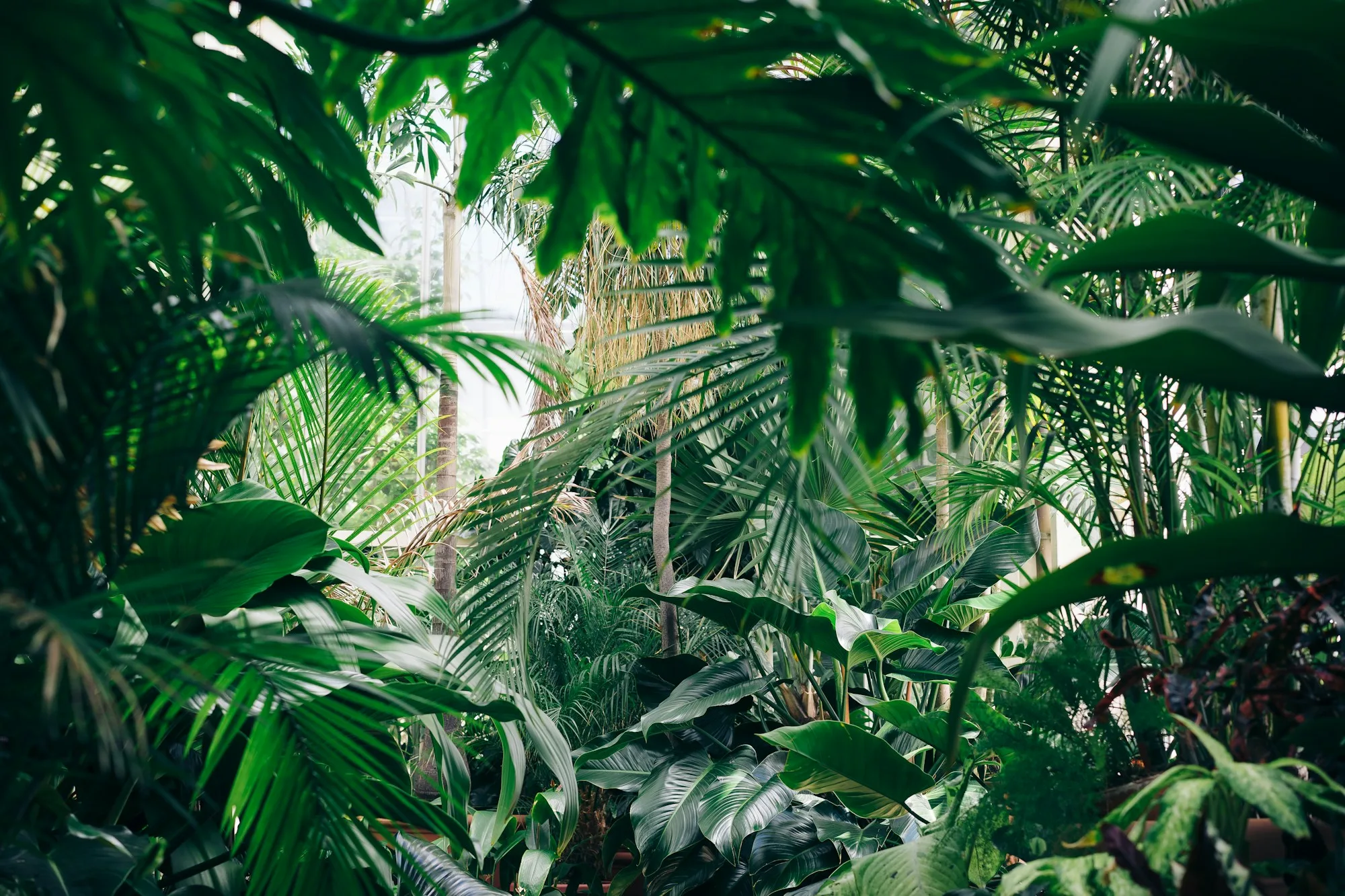 Luz natural atravessando a vegetação